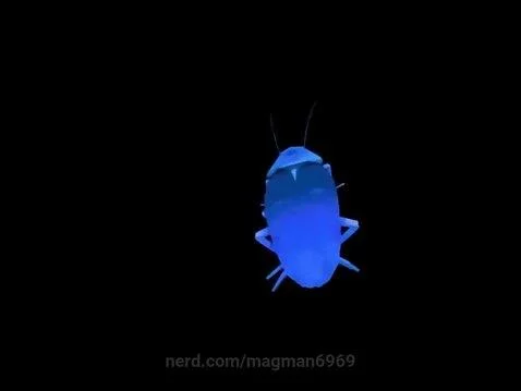 My cockroach is dancing for some reason by magman6969