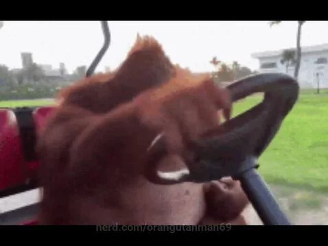 Orangutan driving! 🦧🚗 by orangutanman69