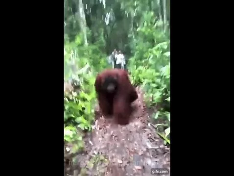 Orangutan going on a walk! 🦧🚶 by orangutanman69