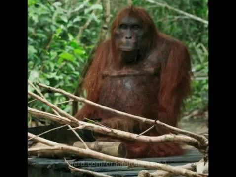 Orangutan sawing a piece of wood! 🦧🪚 by orangutanman69