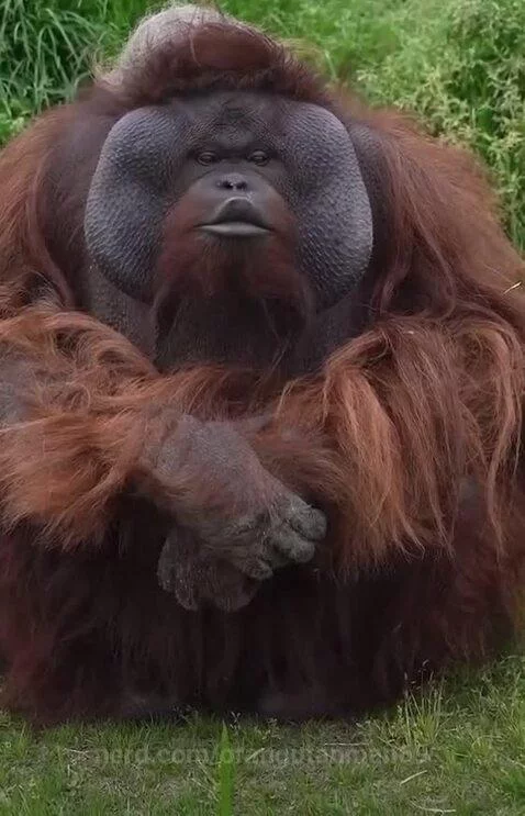 Orangutan rizzing people at the zoo! 🦧🤔 by orangutanman69
