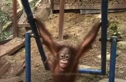 Orangutan hits his head. Poor orangutan. 🦧🤕😢 by orangutanman69