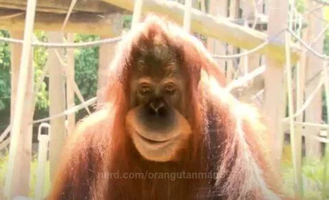 Orangutan smiling! 🦧🙂 by orangutanman69