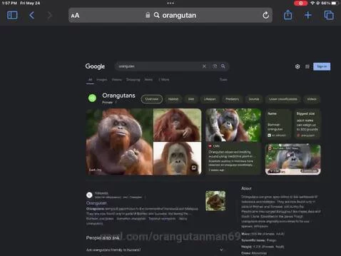 I love Orangutans, how about you? 🦧❤️ by orangutanman69