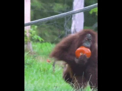 Orangutan eating a pumpkin! 🦧🎃 by orangutanman69