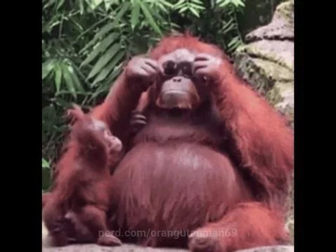 Cool Orangutan! 🦧😎 by orangutanman69