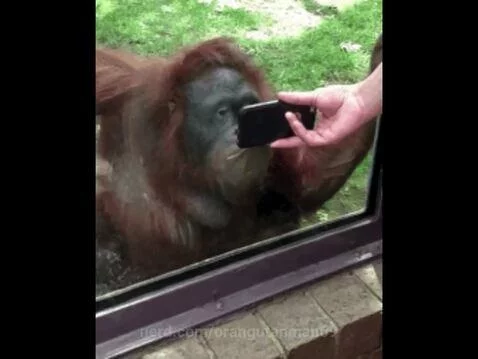 Orangutan is a screen addict?! 🦧📱 by orangutanman69