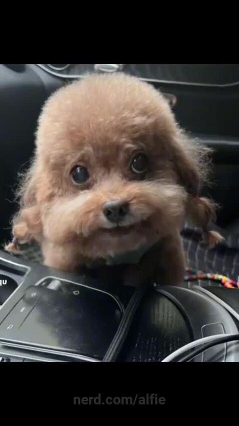 alfie