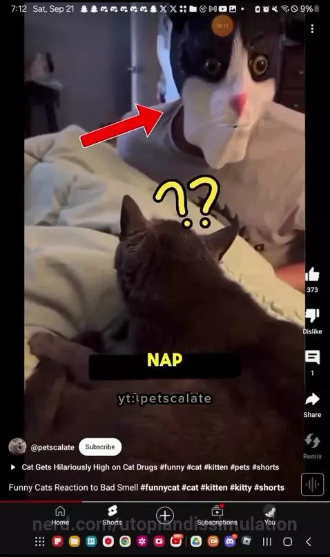 funny cat video by utopiandissimulation