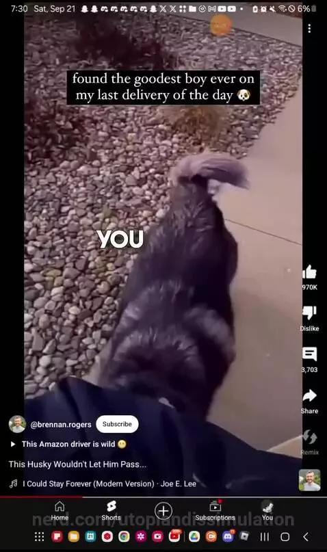 dog is cute by utopiandissimulation