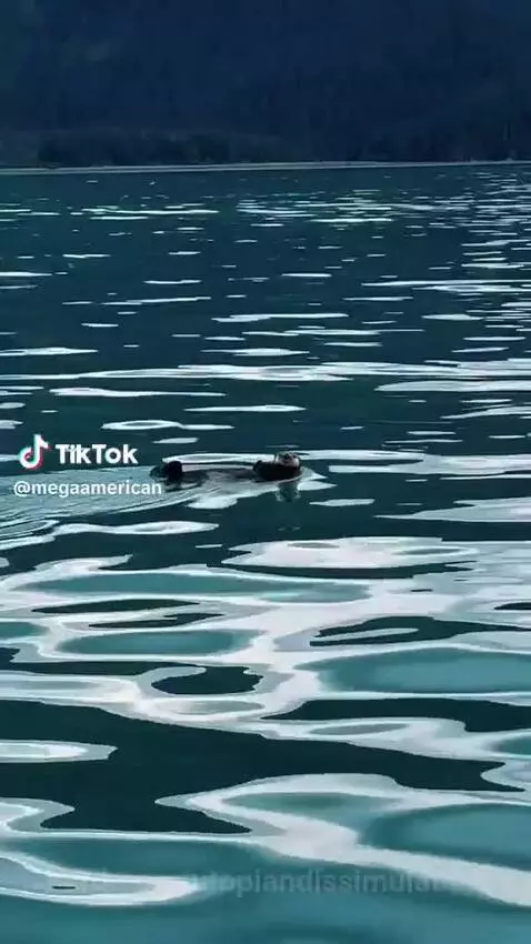 Video by utopiandissimulation