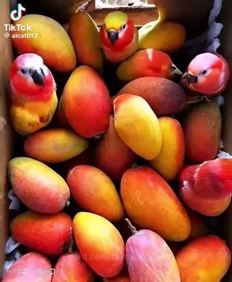 Mango to parakeet by taytayrizzler