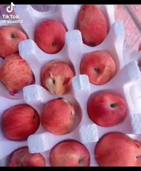 They were definitely apples at the beginning by taytayrizzler