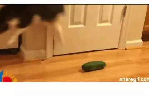 FUNNY CUCUMBER CATS<3 by eforever