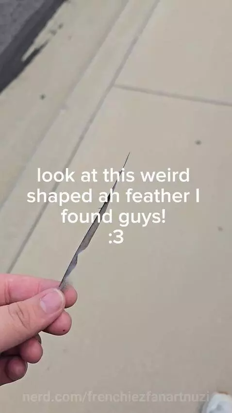 And before u ask... Yes I fully sanitize feathers when I col... by frenchiezfanartnuzi