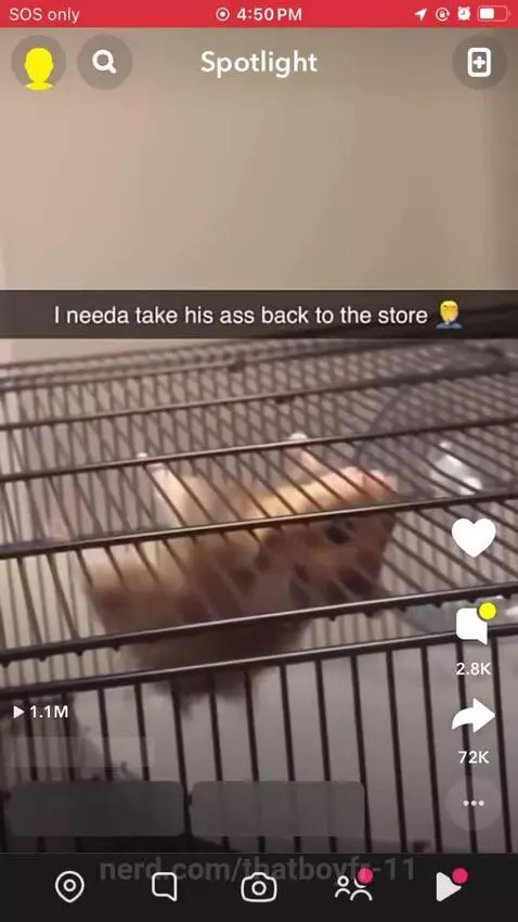 Bro who hamster is this by thatboyfr-11