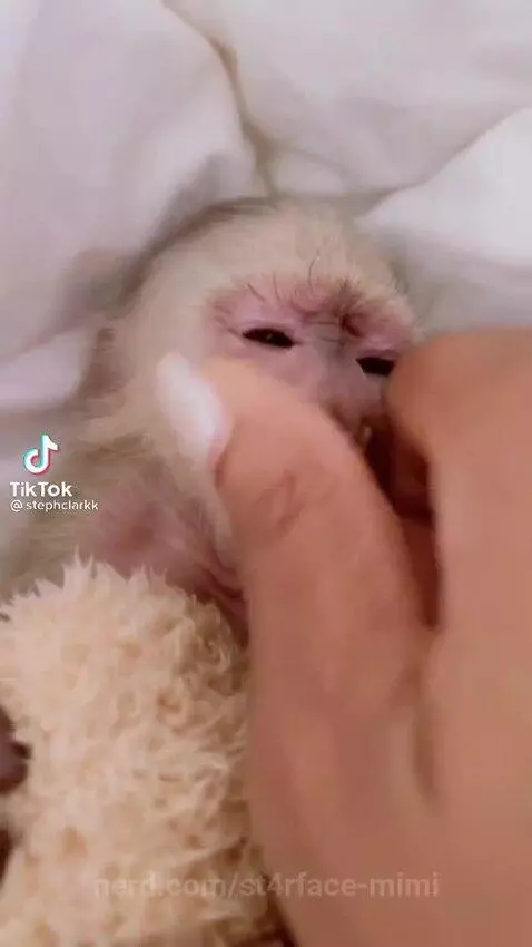 cute, monkey by st4rface-mimi