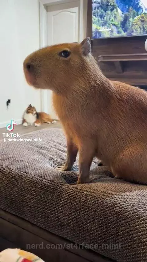 capybara, animal, cute by st4rface-mimi