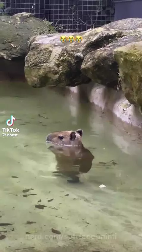 capybara, cute, funny by st4rface-mimi