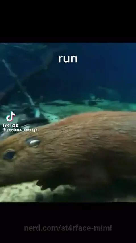 cute, capybara, fyp by st4rface-mimi