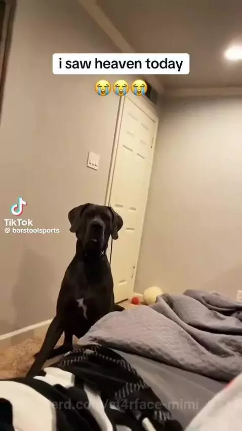 I think her dog got angry 🫣 by st4rface-mimi