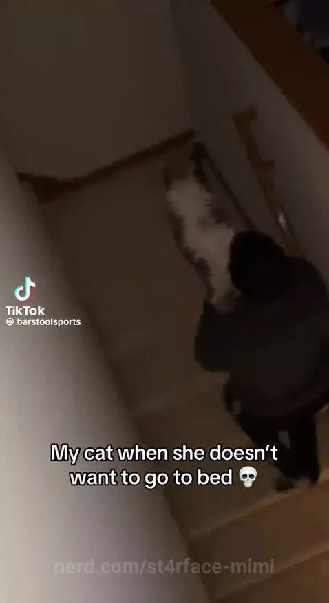 Cat doesn’t wanna sleep by st4rface-mimi