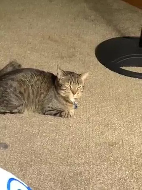 My cats tired of ur bs what did u do by broooooo