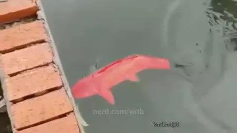 He gave up by with