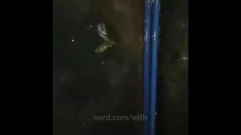 stupid dumb idiot frogs fight by with