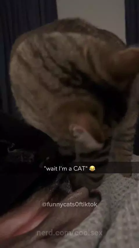 They’re eating the cats by coolsex