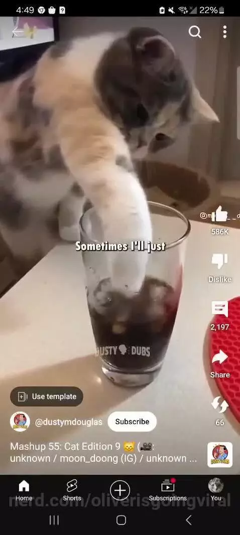 Cats being Cats by oliverisgoingviral