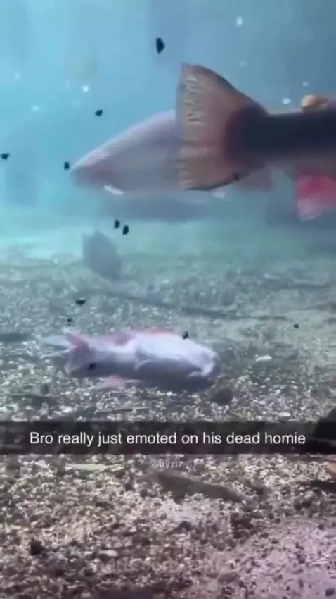 Video by emmy