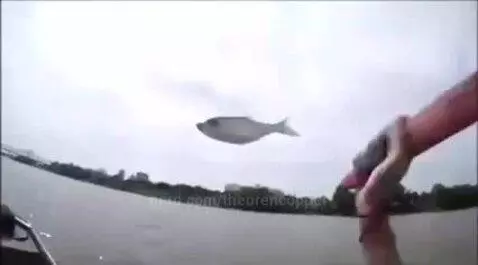 fish by theorencopper