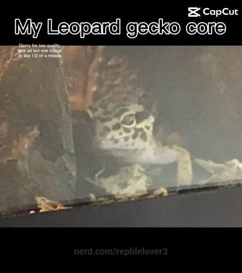 reptilelover3