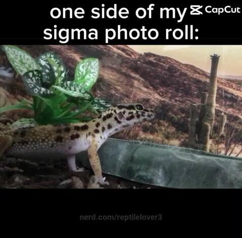 reptilelover3