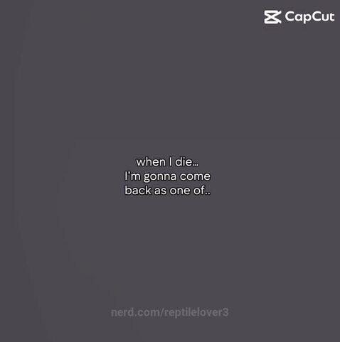 reptilelover3