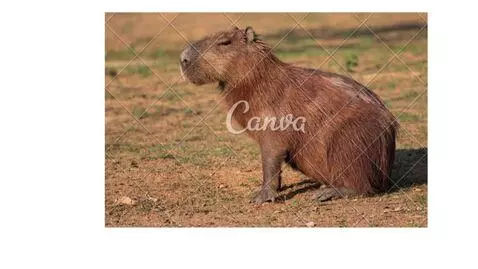 capybara by westony1