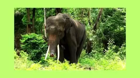 elephant got the moves by peelyisgood