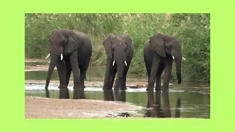 ELEPHANT VID by peelyisgood