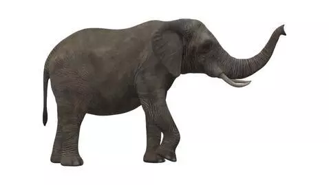 funny elephants part 3 by peelyisgood