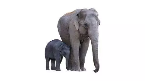 canva elephants 2 by peelyisgood