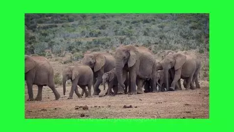 elephant line by peelyisgood