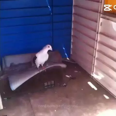 Pigeon 🐦 by peelyisgood