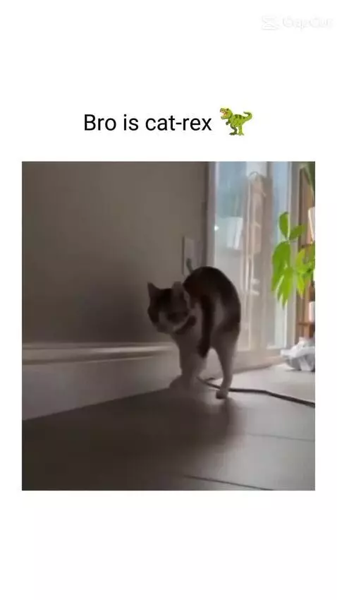 Bro is cat rex 😭 by peelyisgood