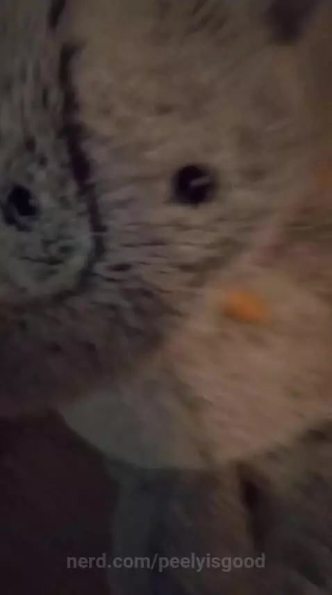 Two elephants by peelyisgood