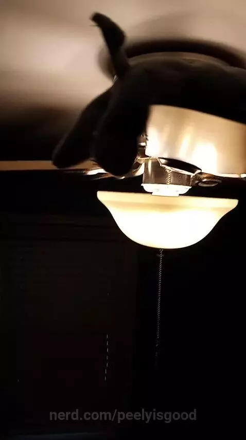 Elephant on fan by peelyisgood