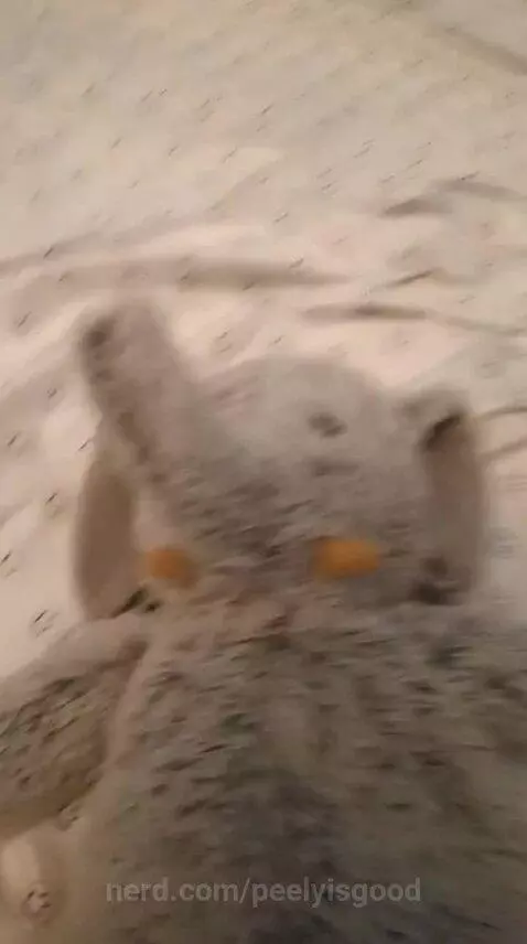 What the hellyonta by peelyisgood