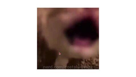 costalwavezz