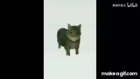 costalwavezz