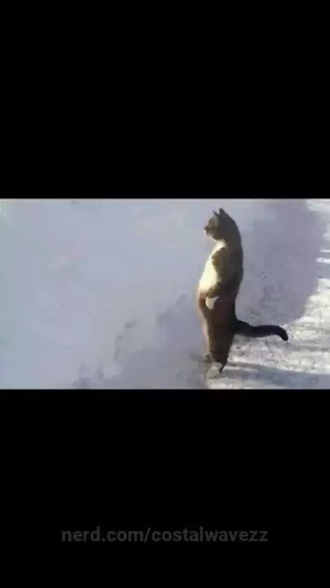 peni by costalwavezz